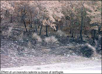 Effetti di un incendio radente su un bosco di latifoglie